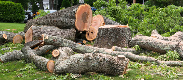 Best Tree Preservation Services  in East Massapequa, NY